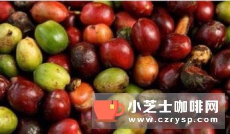 咖啡果为浆果,亦称梳果椭圆形,长14毫米,幼果绿色