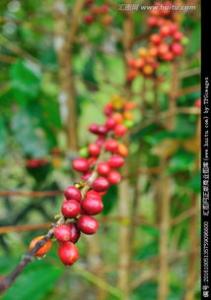 对于咖啡树您知道多少？