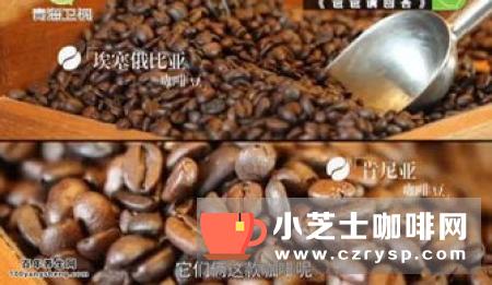 爱伲咖啡知识：埃塞俄比亚的咖啡介绍