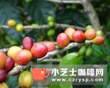 咖啡树最理想的种植条件