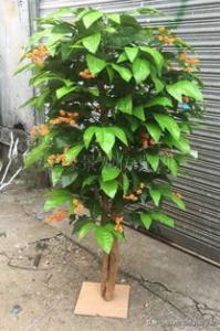 咖啡树最理想的种植条件